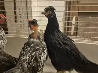 Japanisches Bantam — Foto 4