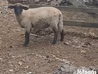 Ovan, White Suffolk sheep — fotografija 2