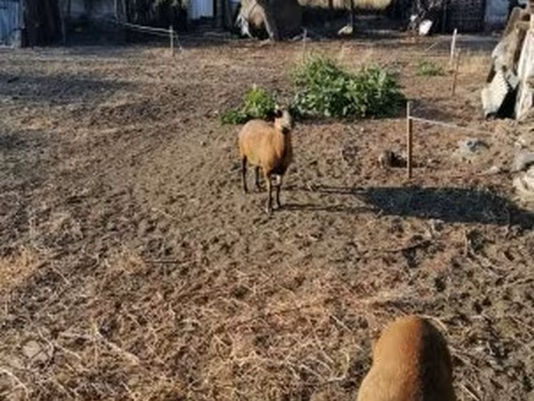 Owca, Cameroon sheep — Węgry