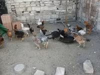 Chickens — الصورة 2