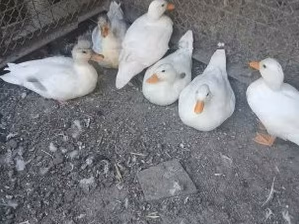Ducks — Венгрия