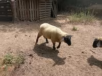 Қошқар, White Suffolk sheep — 6-сурет