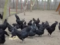 Ayam Cemani — Foto 7