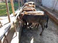 雄牛, Swiss cattle — 写真 6