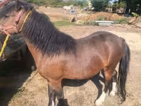 公马, Horses — 照片 4