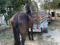 Cavalo, Friesian — foto 1