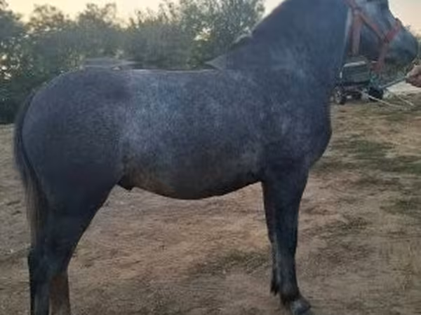 Cheval, Chevaux