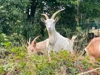 Cabra, Saanen goat — foto 1