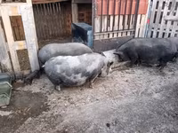 मादा सूअर, Мангалица — फ़ोटो 1