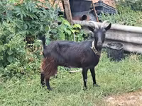 Bode, Cabras — foto 2