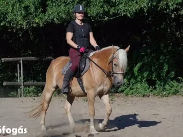 Stute, Haflinger