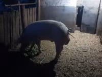 Knur, Świnie — zdjęcie 2