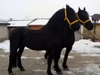 Caballo, Friesian — foto 5
