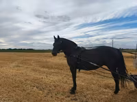Égua, Cavalos — foto 3