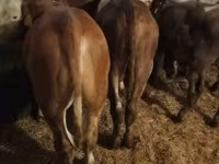 Bulle, Simmental cattle — Foto 5