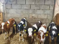 Buqa, Simmental cattle — 2-rasm