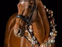 Pastuv, Thoroughbred horse — fotografija 1