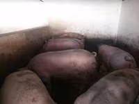 猪（批次，未指定性别）, Pigs — 照片 1