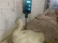 Geese — 8-rasm