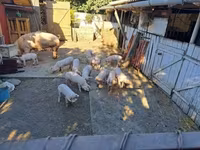 Säue, Schweine — Foto 2