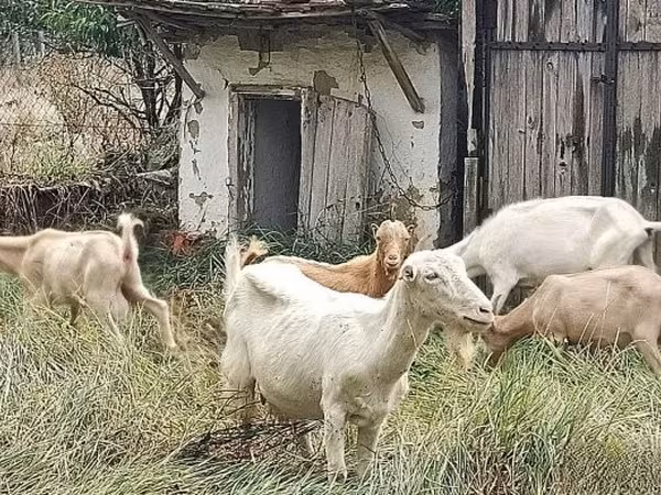 Kozioł, Kozy