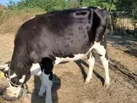 Krowa, Russian Black pied cattle — zdjęcie 2