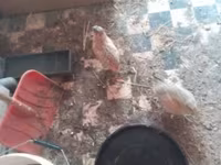 Quails — Foto 1