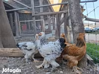 婆罗门鸡 — 照片 7