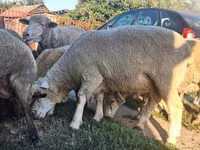 雄羊, Ile-de-France sheep — 写真 7