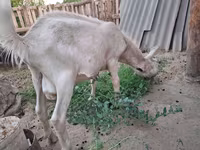 Koza, Saanen goat — fotografija 3