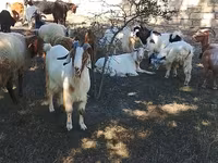 Cabras (lote, sexo não especificado), Cabras — foto 6