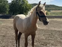 Horse (M), Horses — photo 1