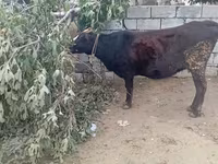 Vaca, Bovinos — foto 3