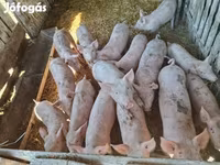 猪（批次，未指定性别）, Pigs — 照片 4
