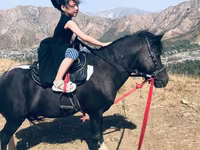 Hengst, Shetland Pony — Foto 1