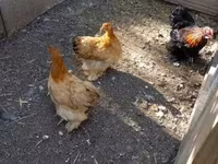 Chickens — फ़ोटो 3