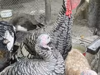 Turkeys — fotografija 1