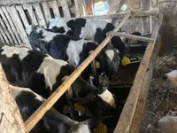 Touro, Raça Holstein — foto 3