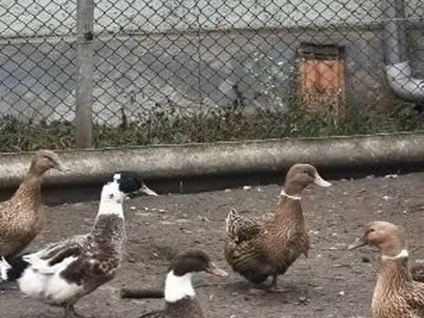 Ducks