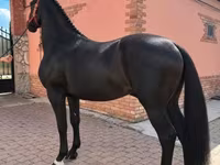 Hengst, Nonius horse — Foto 1