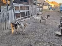 Kozioł, Kozy — zdjęcie 4