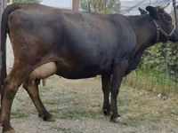 Vache, Simmental cattle — photo 2