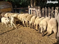 أغنام (دفعة، الجنس غير محدد), الأغنام — الصورة 4