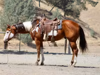 Horse (M), American paint horse — photo 4