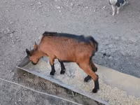 Chèvre, Alpine goat — photo 6