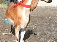 Коза, Nubian Goat — фото 2