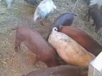 خنزير ذكر, الخنازير — الصورة 3