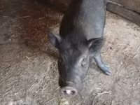 Boar, Pigs — photo 1
