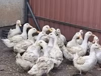 Ducks — fotografija 1