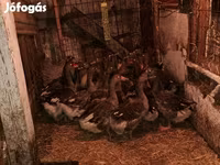 Geese — الصورة 3